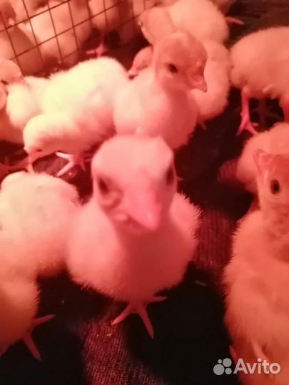 Индюшата суточные