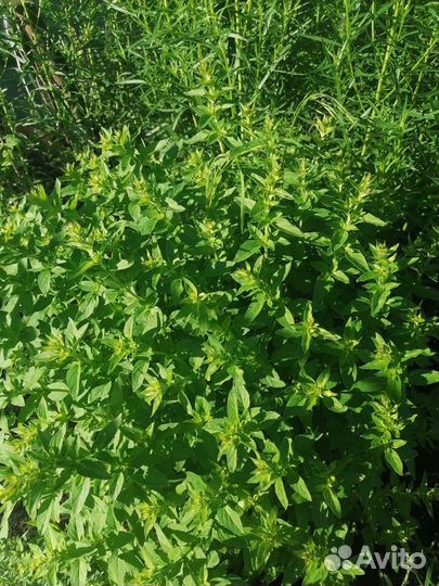 Лаванда душица, чабрец, мелисса