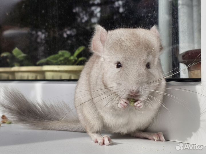 Шиншилла носитель ангоры мальчик