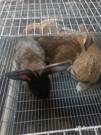 Кролики мясных пород, мясо кролика