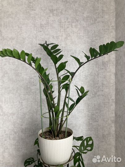 Замиокулькас