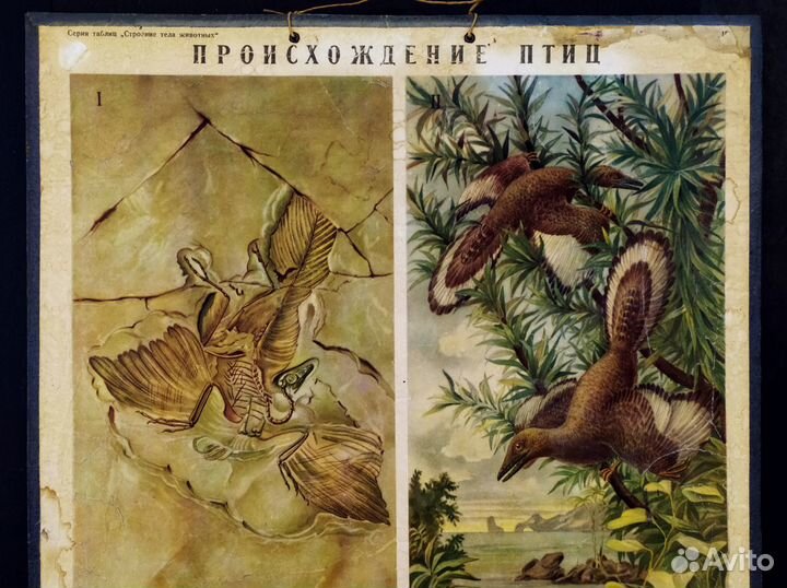 Плакат старинный 1952г Происхождение птиц эволюция