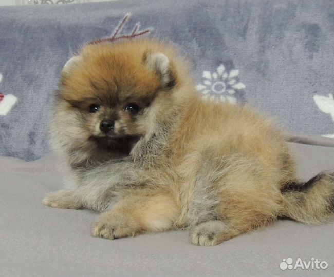 Маленькая собака шпиц