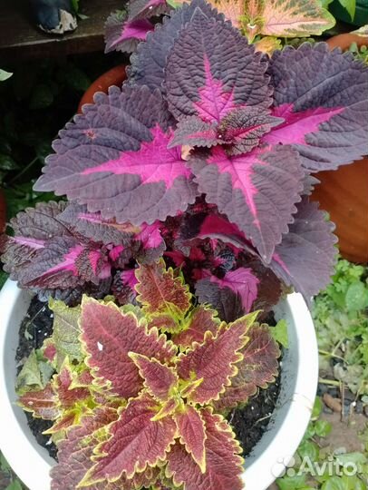 Черенки колеуса