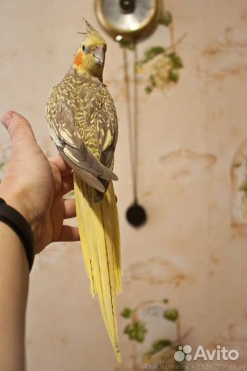 Попугай корелла. Взрослые ручные самочки