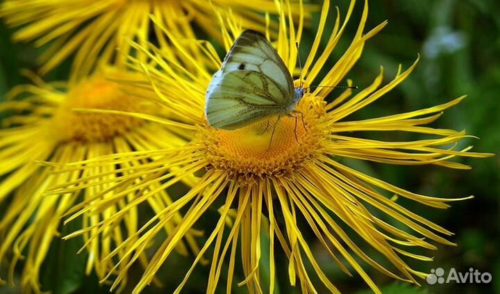 Продам многолетники: анемона,девясил,кареопсис