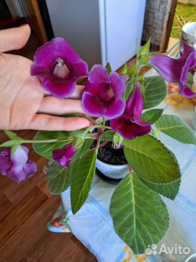 Глоксиния, Тидея, Огонёк