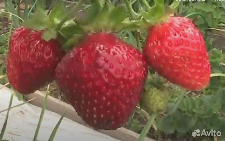 Рассада клубники