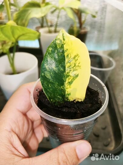 Замиокулькас long лив Лемон вар