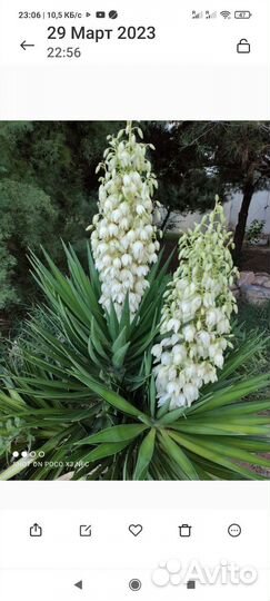 Пальма юкка