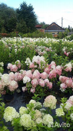 Гортензия метельчатая