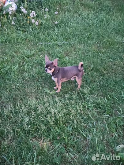 Чихуахуа mini вязка