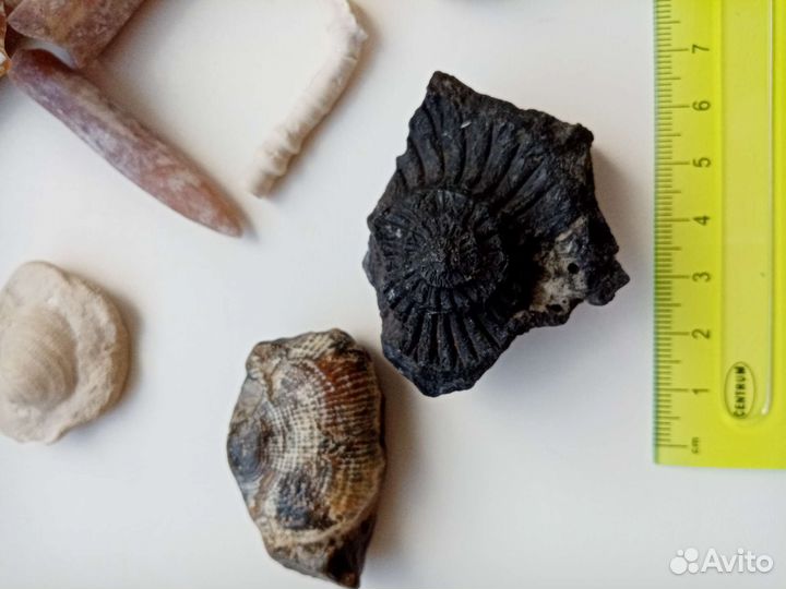 Окаменелости