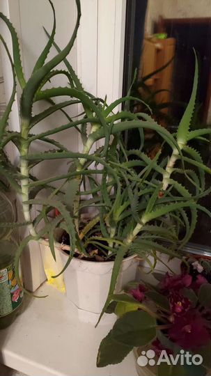 Алоэ столетник