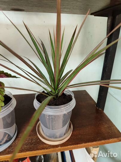 Пальма драцена