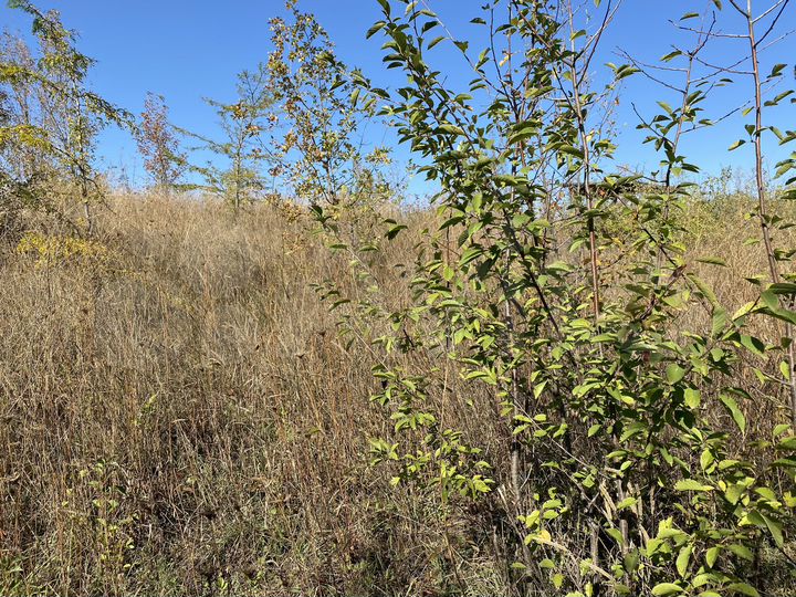 Участок 12 сот. (СНТ, ДНП)