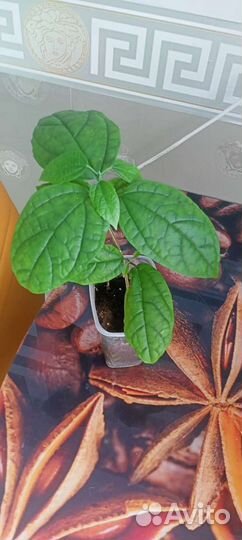 Госпожа томпсона