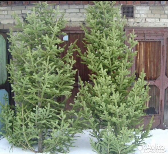 Новогодняя Ель/Пихта опт