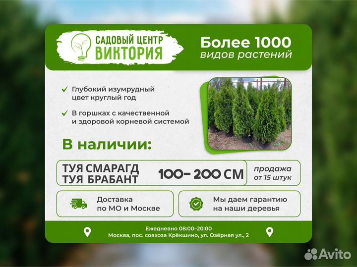 Саженцы Туя Смарагд 120-140см с гарантией