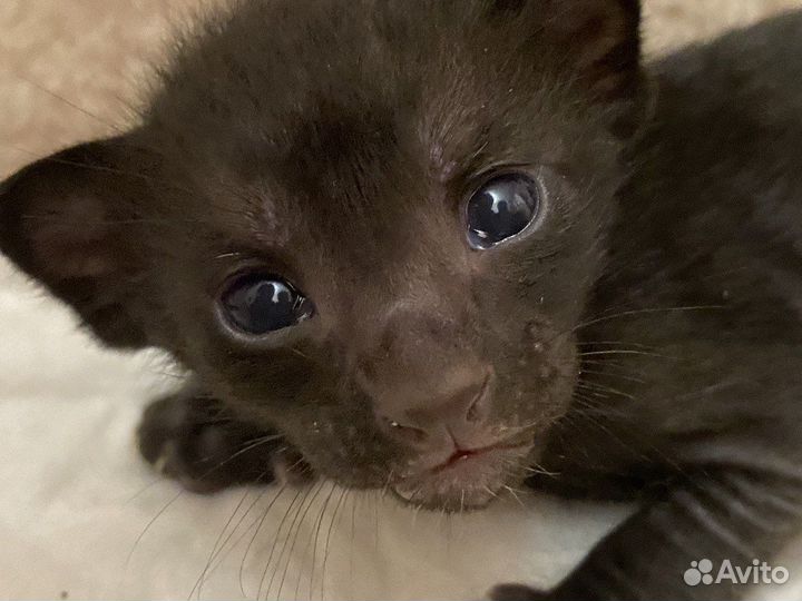 Ориентальные котята