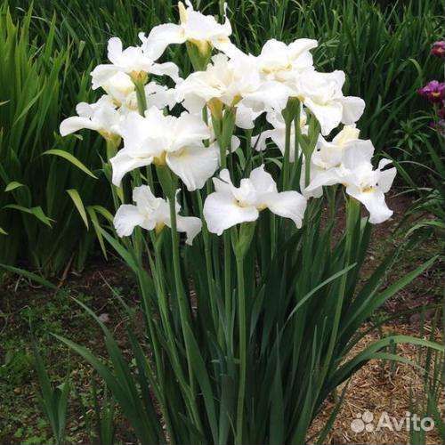 Ирис сибирский