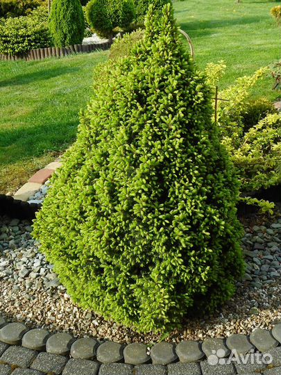 Хвойные растения