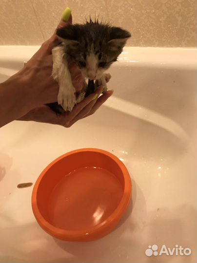 Котенок ищет дом