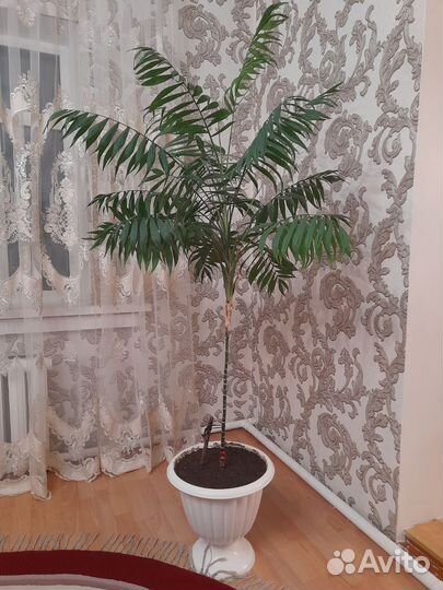 Пальма комнатное растение комнатные цветы