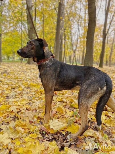 Собака из приюта в добрые руки