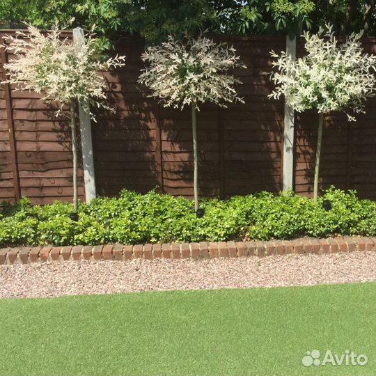 Ива Хакуро- Нишики на штамбе