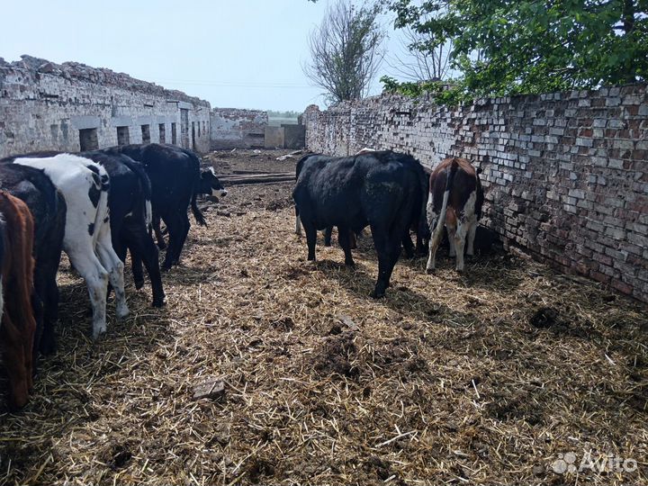 Абердин ангус телки