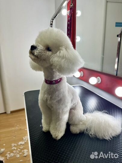 Груминг (Стрижка собак и кошек)