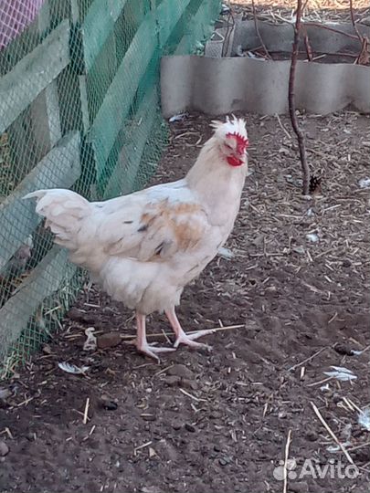 Петухи, Утята, Гусята, Инкубационное яйцо утки