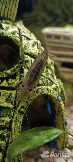 Аквариум и рыбки