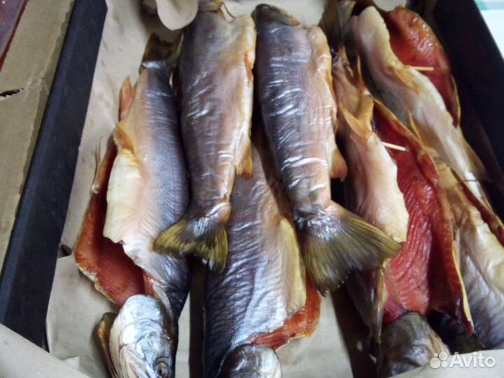 Рыба Голец х/к