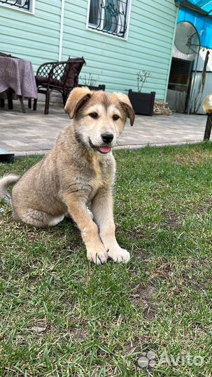 Щенок (девочка)в добрые руки