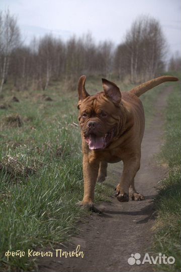 Фотографанималист, фотограф для животных