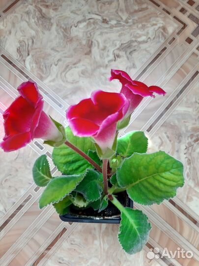 Глоксиния цветущая