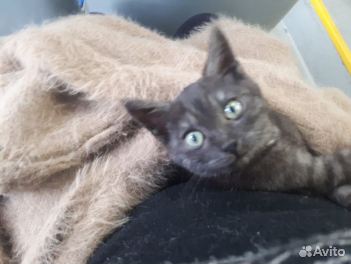 Котенок в доюрые руки