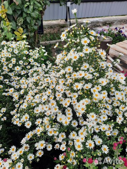 Астра кустарниковая Аполло