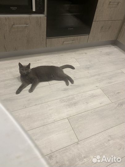 Кот в добрые руки