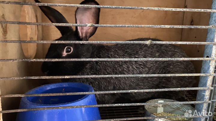 Кролики полтавское серебро