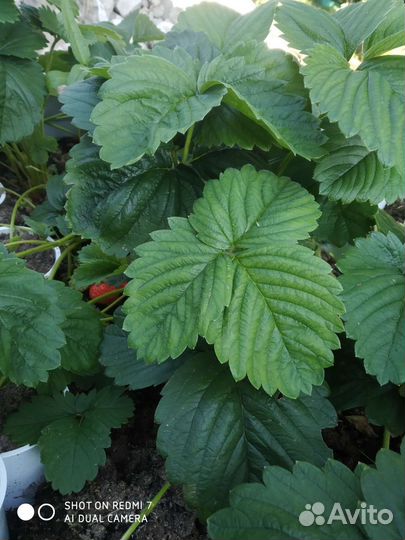 Саженцы сортовой клубники