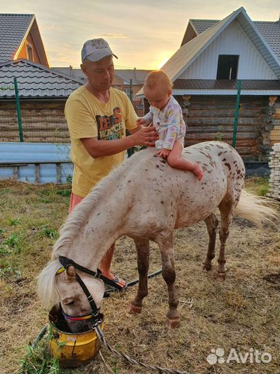 Аппалуза пони