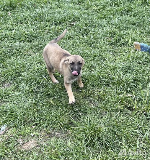 Маленькая собачка-щенок в добрые руки