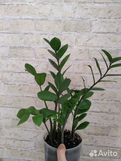 Замиокулькас