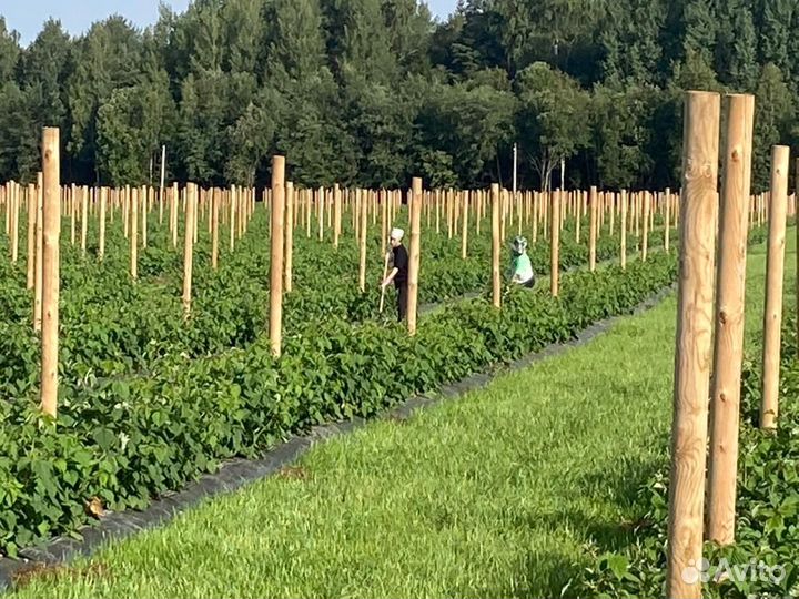 Виноградные столбы (шпалера) импрегнированные