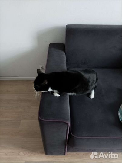 Кошки в добрые руки бесплатно