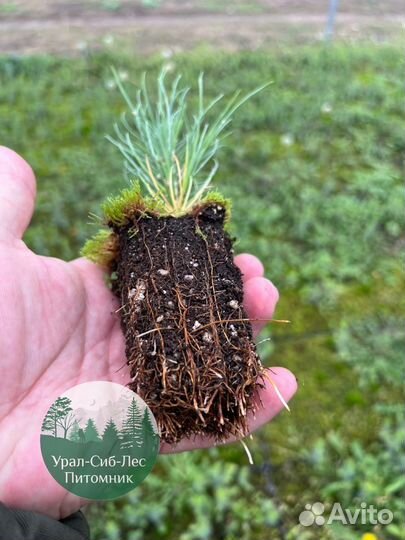 Зкс и окс Сосна Ель Лиственница сеянцы Голуб горн