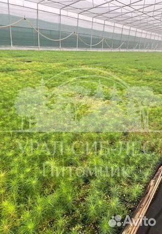 Голубая ель с зкс сеянцы